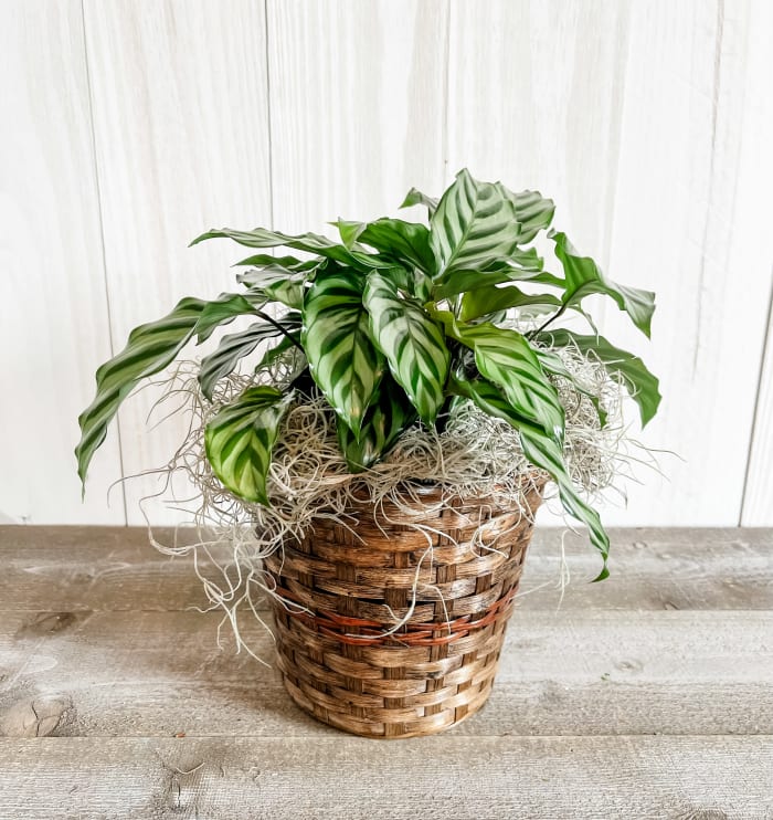 Peacock Calathea