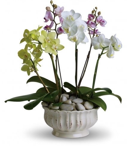 REGAL ORCHIDS