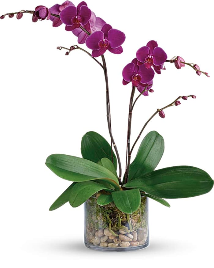 Sympathy Orchids Deluxe Purple - FN00134