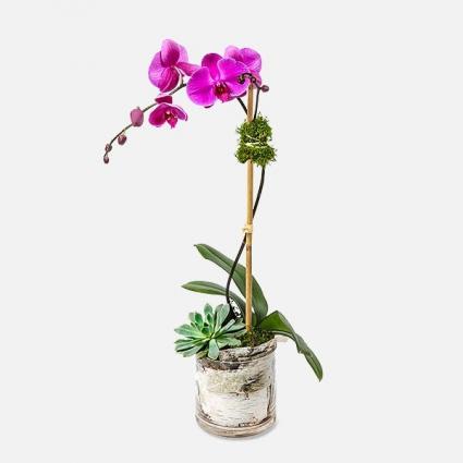 PHALAENOPSIS & SUCCULENT