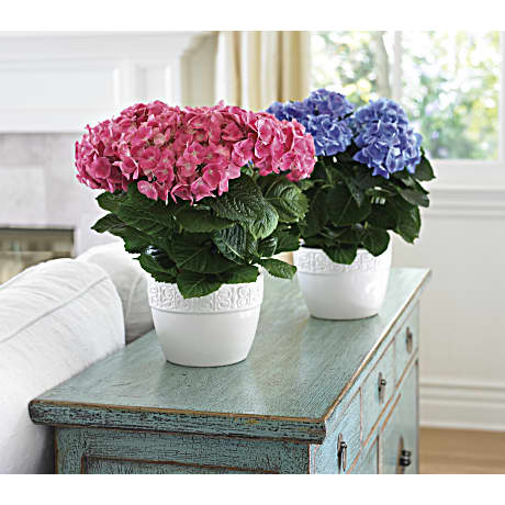 Spring Hydrangea Plant