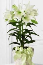 Double Easter lily plant