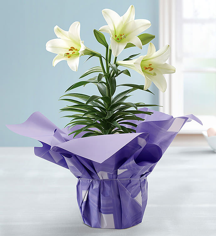 6 Inch Easter Lily