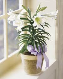 Single Easter lily plant