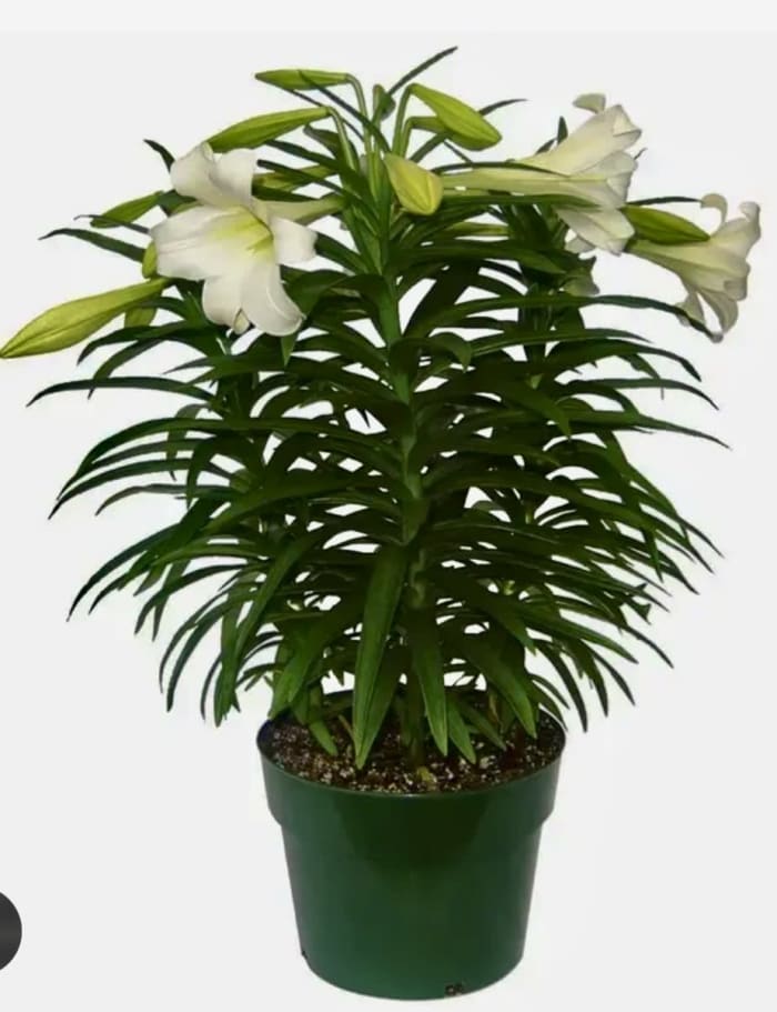 Three Large Easter Lilies in a Plastic Pot