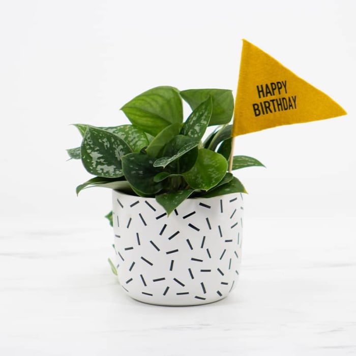 Happy Birthday Plant