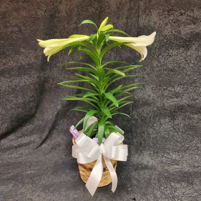 EASTER LILY 1 STEM 4-5 BLOOMS