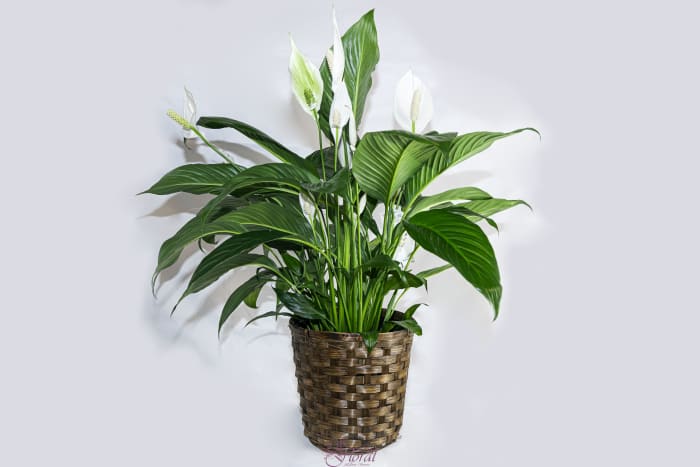 Peace Lily 8"