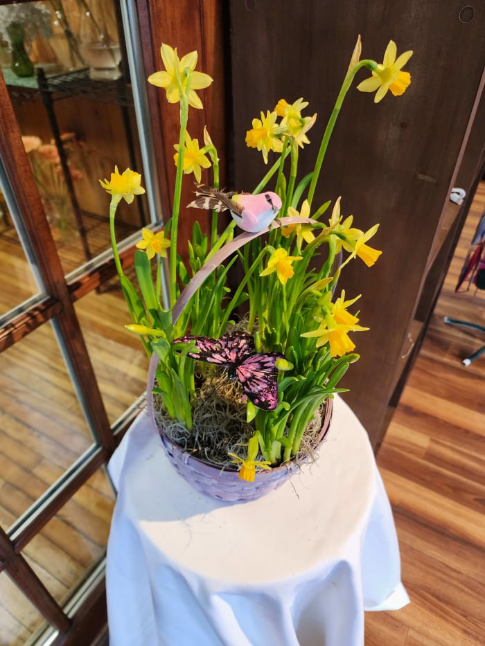 Basket of Mini Daffodils