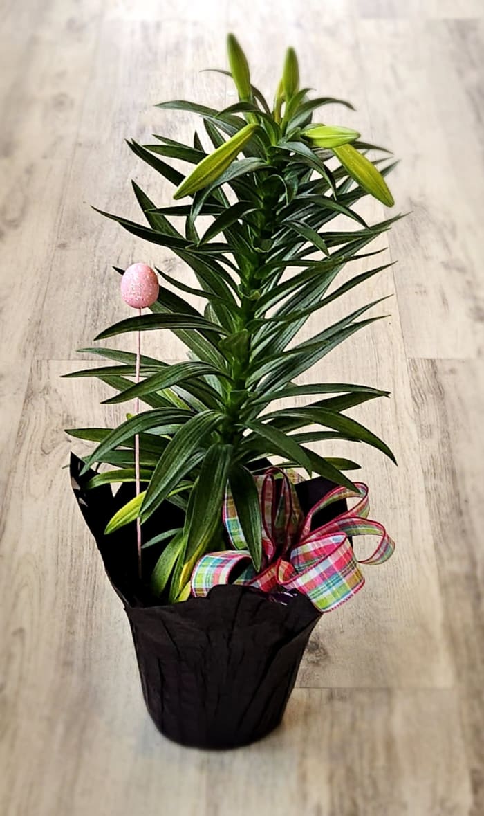 Easter Lily