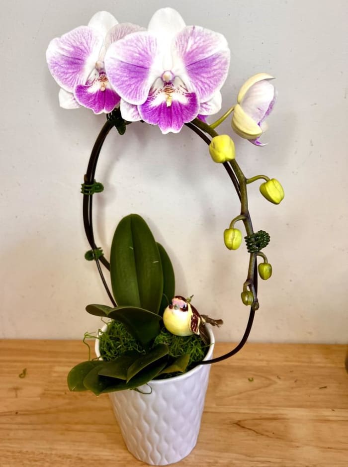 Pink Orchid hoop in ceramic pot