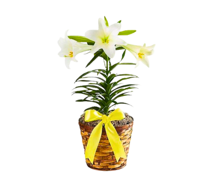 Easter Lilly