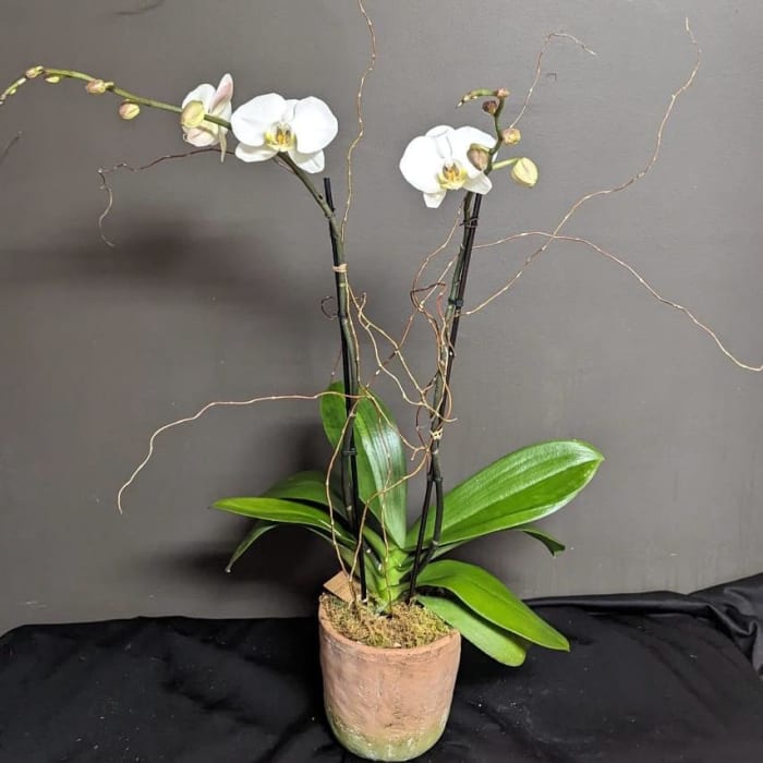 Potted Phalaenopsis Orchid