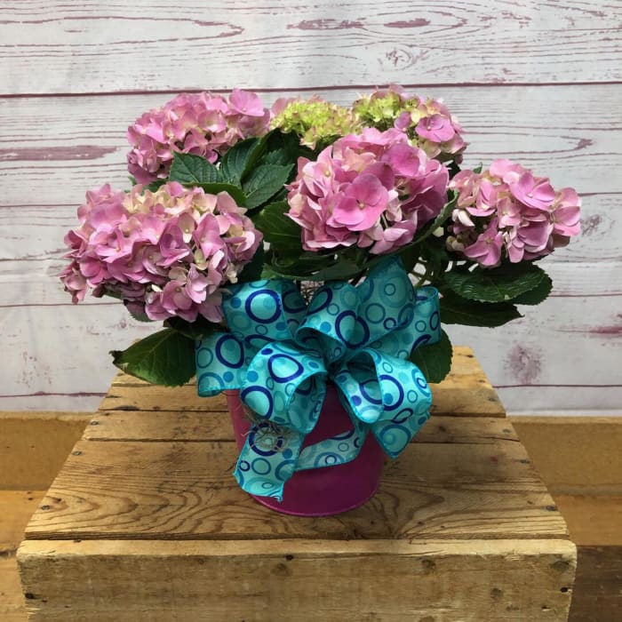 PRE-ORDER: Available for Delivery/Pick-Up Starting 5/2 - Hypnotic Hydrangea Plant