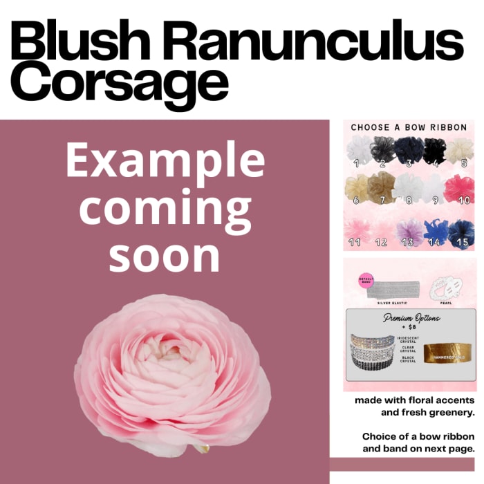 Blush Ranunculus