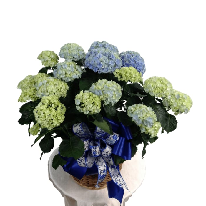 Fabulous Hydrangea