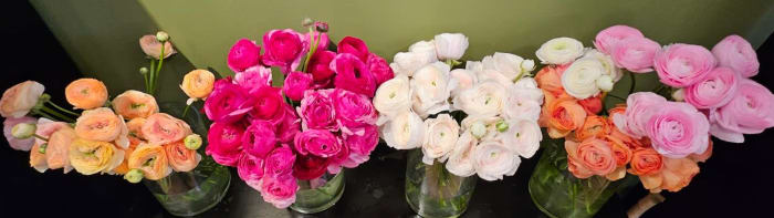 Dozen Ranunculus