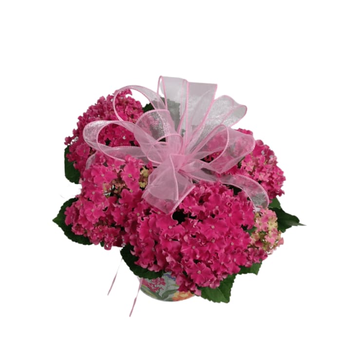 Pink Ruffled Hydrangea in Spring Tin