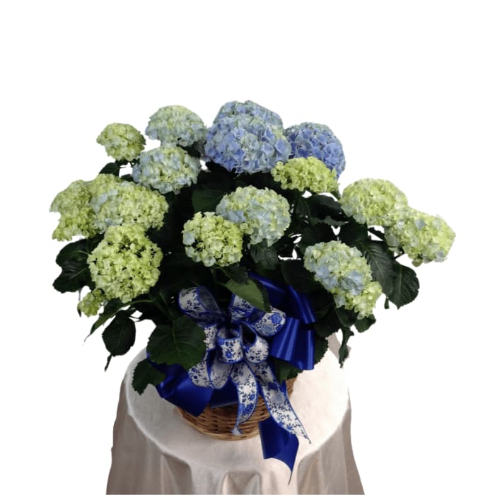 Large Hydrangea