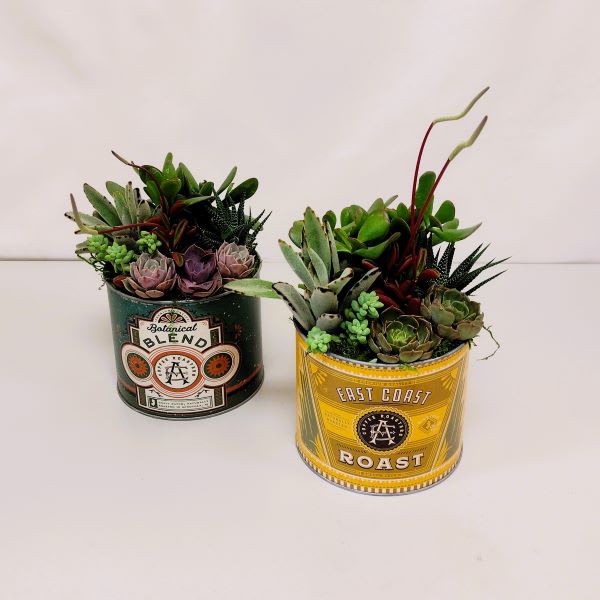 Succulent Garden