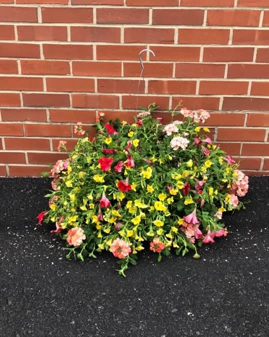 Deluxe Hanging Basket