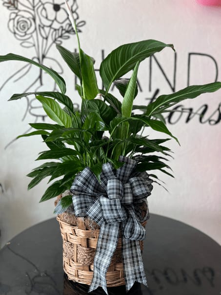 Peace lily in whicker