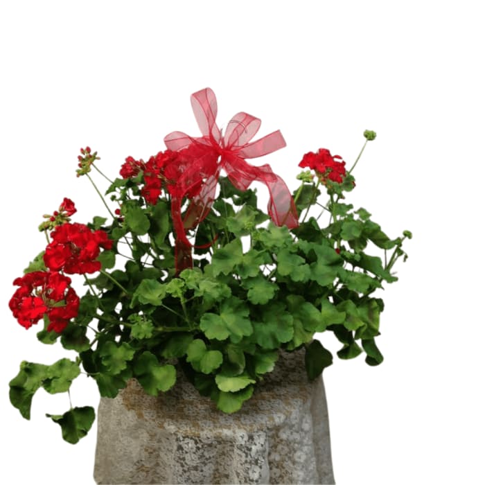 Geranium Basket