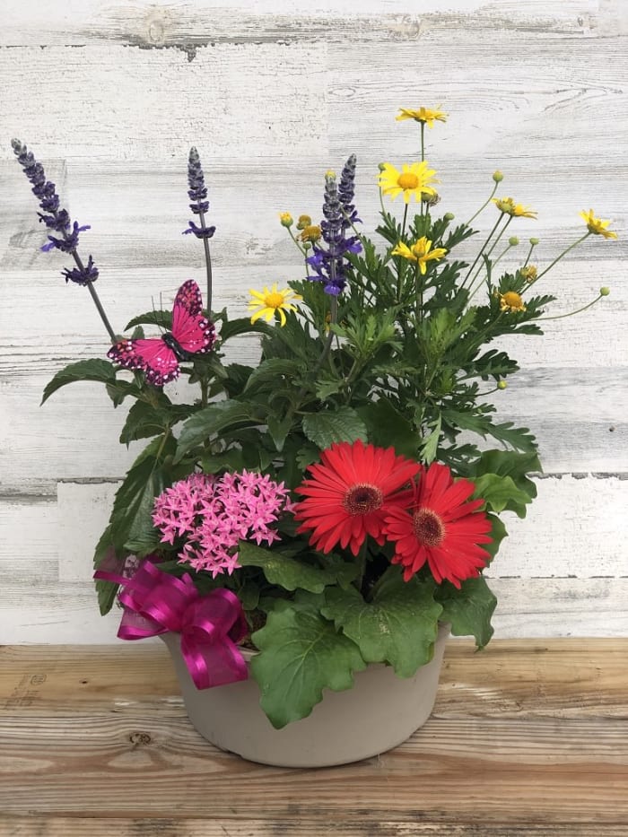 Color Bowl Planter