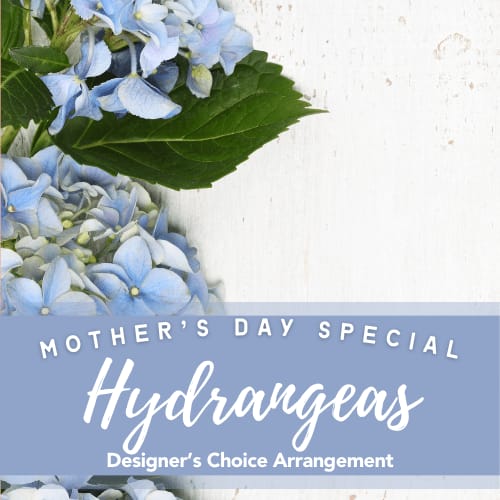 Mother's Day Hydrangea Arrangement