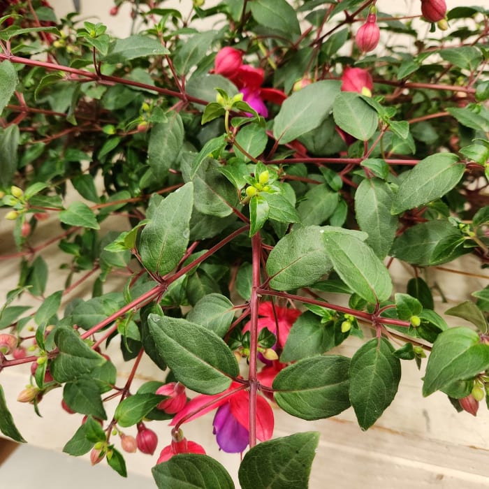 Hanging Fuchsia Basket  HBAS2
