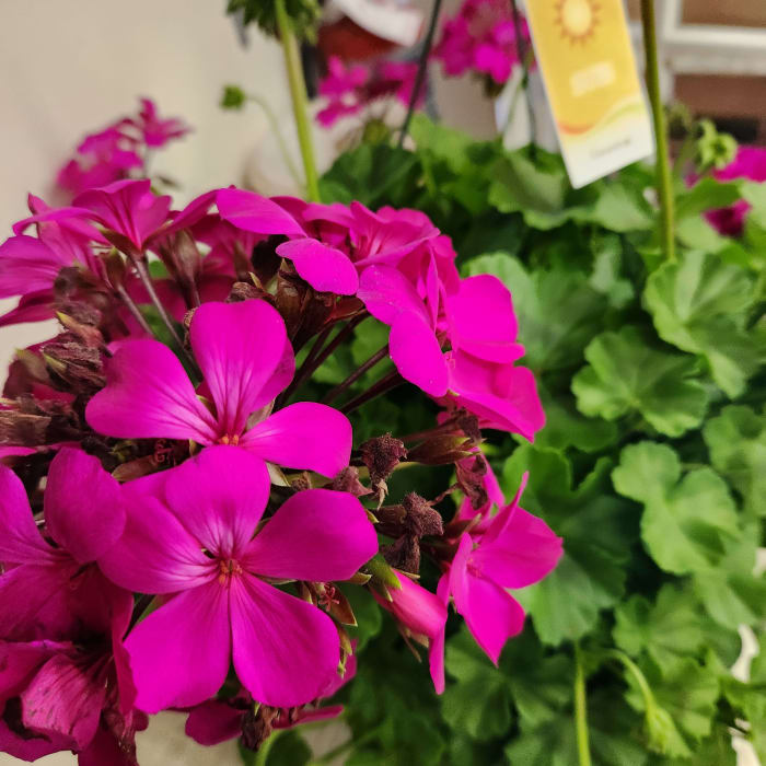 Hanging Geranium Fuchsia Color HBAS5
