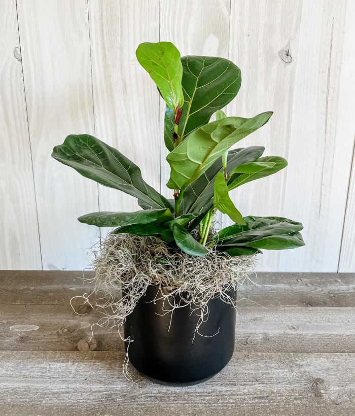 Small Fiddle Leaf Fig