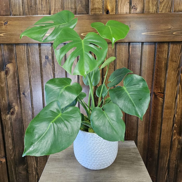 6" Monstera Plant