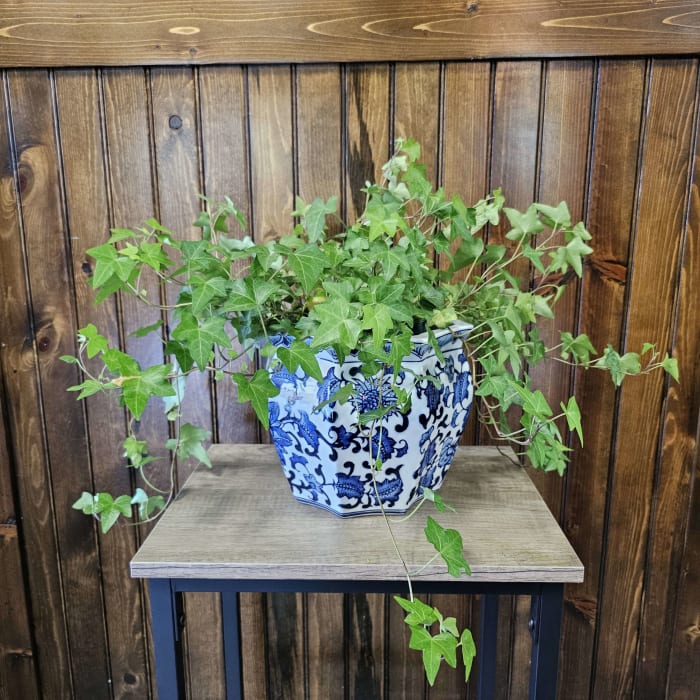 6" English Ivy