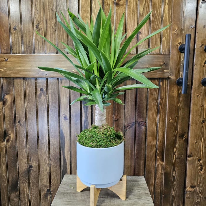 6" Yucca Cane