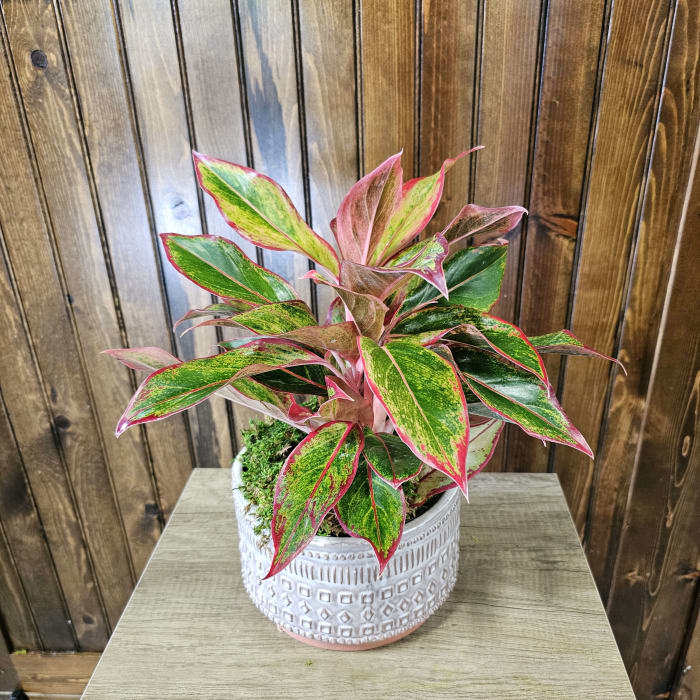 6" Aglaonema Siam