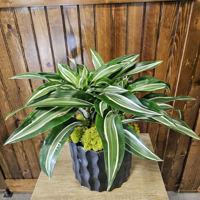 6" Warneckii Plant