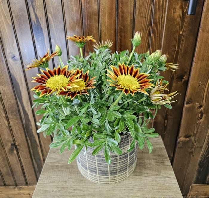 6" Gazania