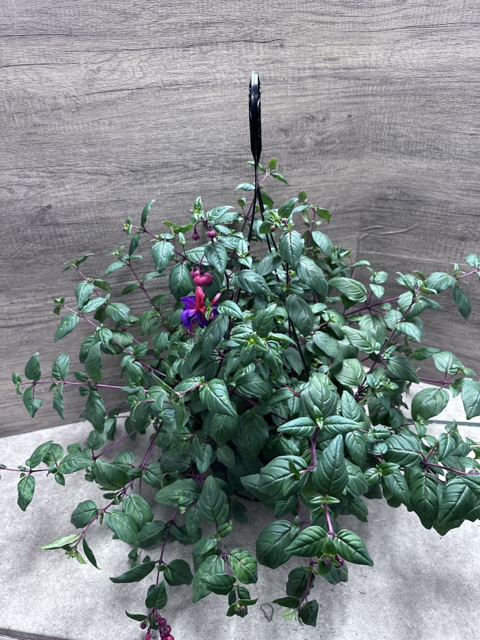 12 Inch Fushsia Hanging Plant