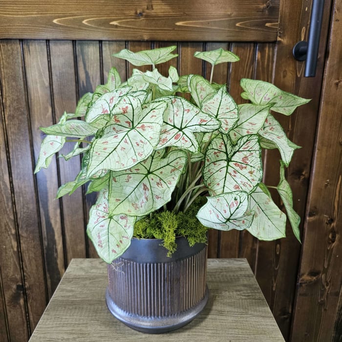 6" Caladium