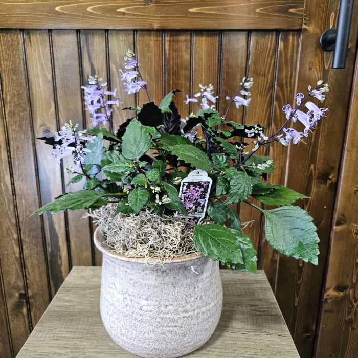 6" Mona Lavender