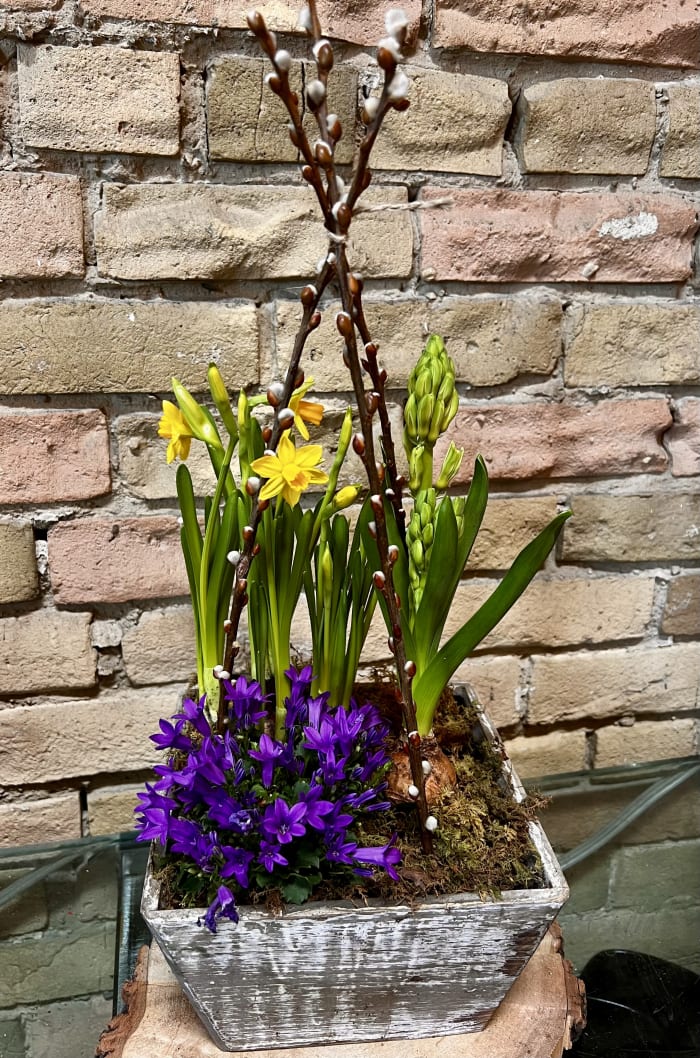 Flowering Bulbs in a Wood Planter