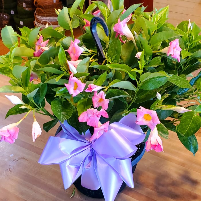 DIPLADENIA  10'' HANGING PLANT