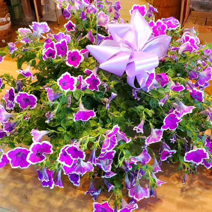 PETUNIA 10" HANGING PLANT