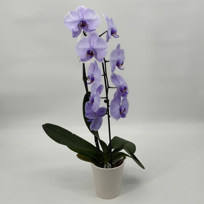 Lavender Orchid