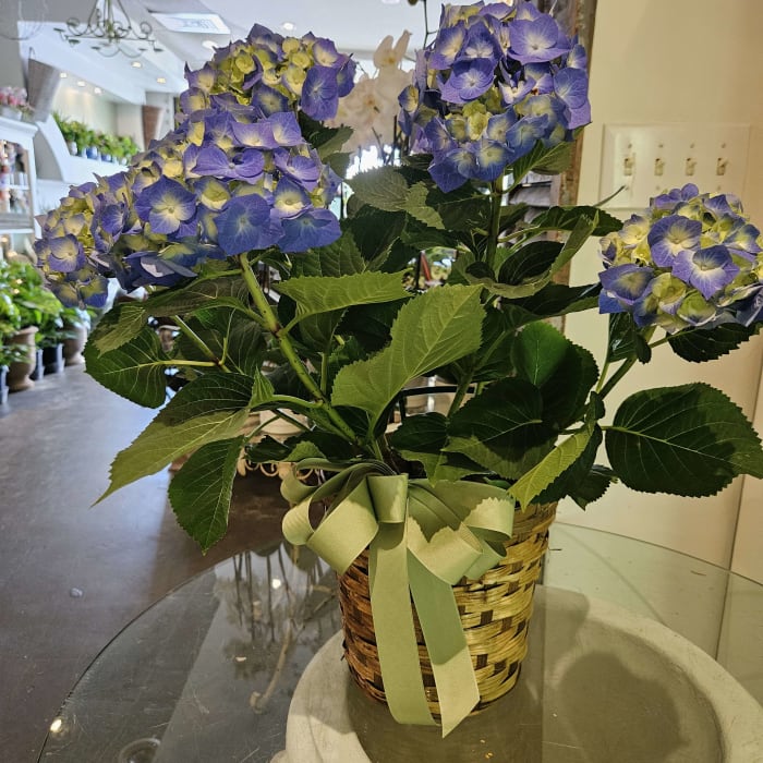 Hydrangea Plant