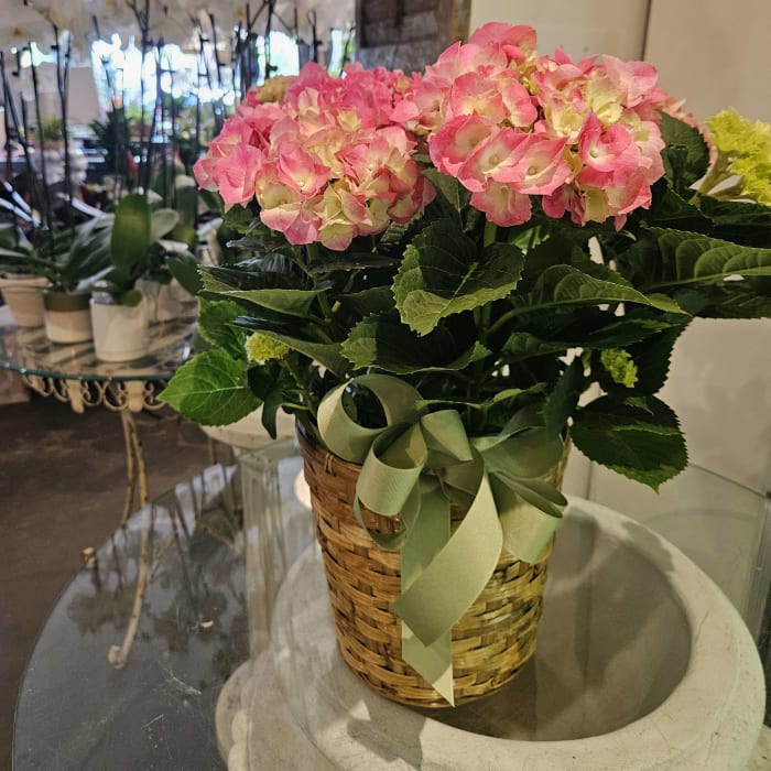 Hydrangea Plant in Pink