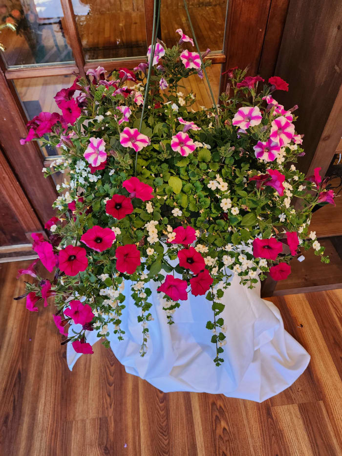 Hanging Baskets