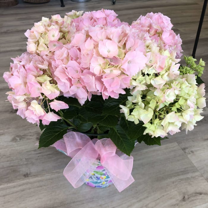 Pink Hydrangea Plant