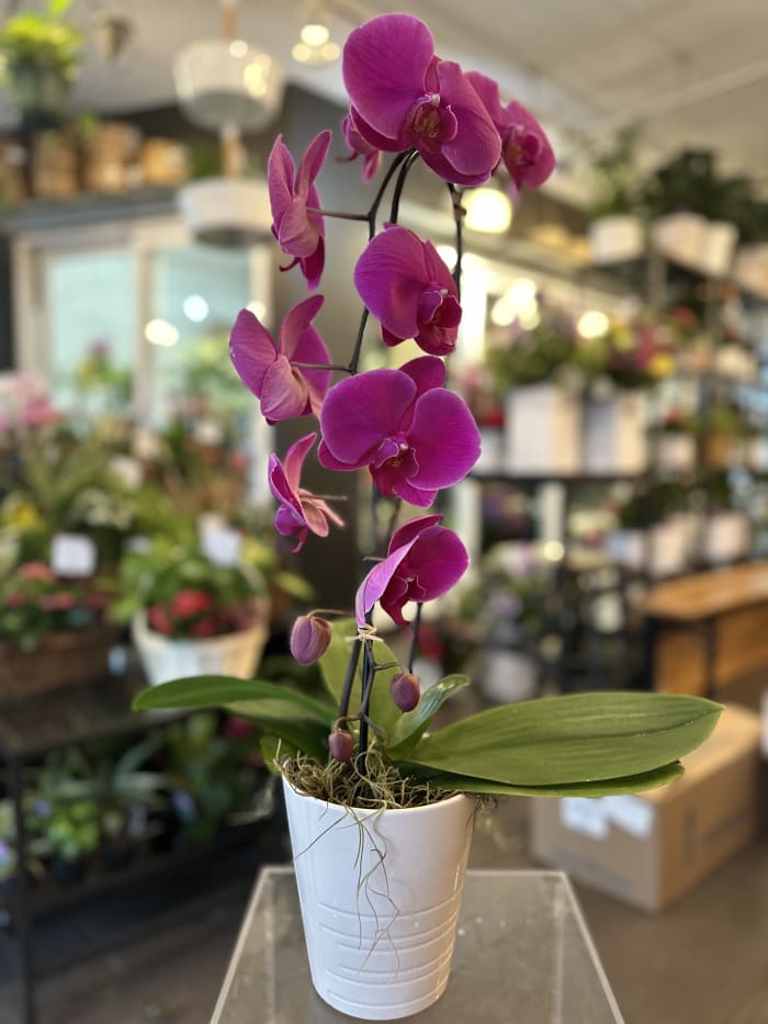 Purple Waterfall Orchid